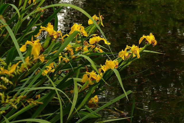 Kosaciec żółty Iris psedacorus
