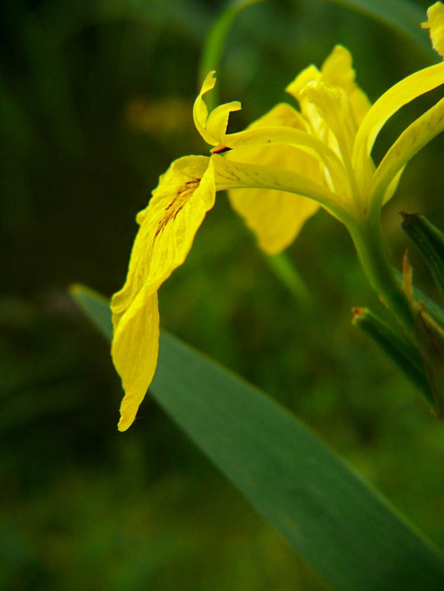 Kosaciec żółty Iris psedacorus
