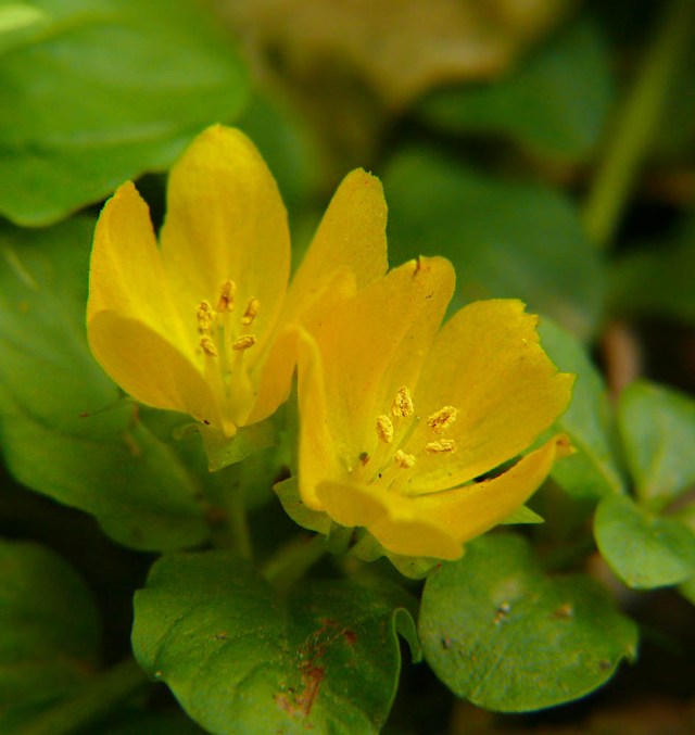 Tojeść rozesłana Lysimachia nummularia