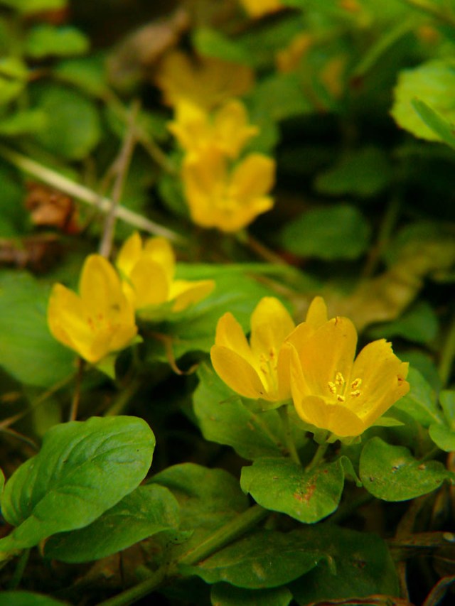 Tojeść rozesłana Lysimachia nummularia