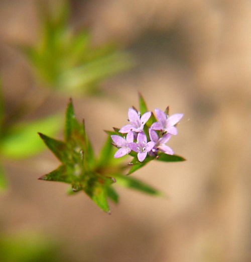 Rolnica polna Sherardia arvensis
