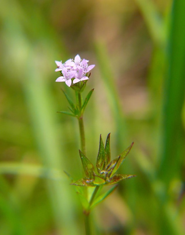 Rolnica polna Sherardia arvensis