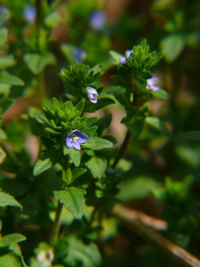 Przetacznik polny Veronica arvensis