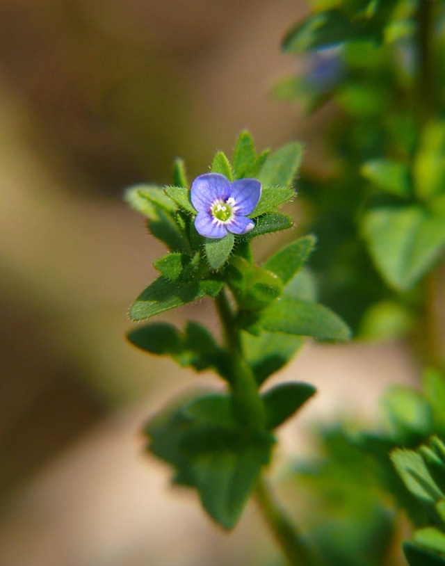Przetacznik polny Veronica arvensis