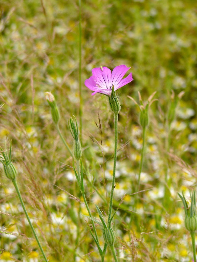 Kąkol polny Agrostemma githago