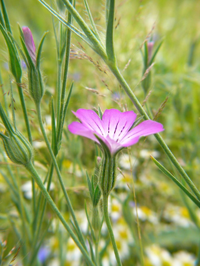 Kąkol polny Agrostemma githago