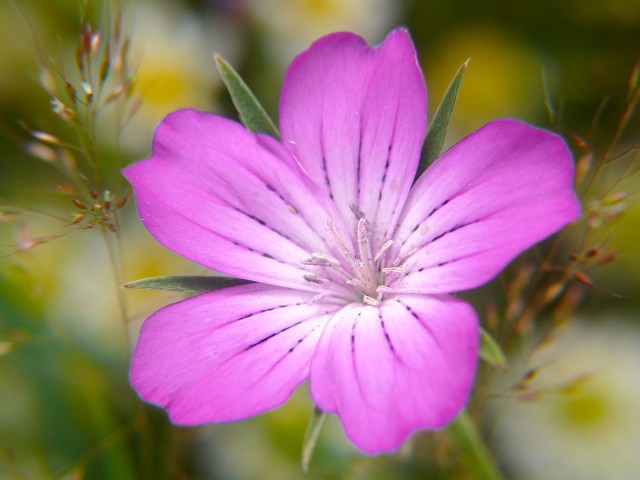 Kąkol polny Agrostemma githago