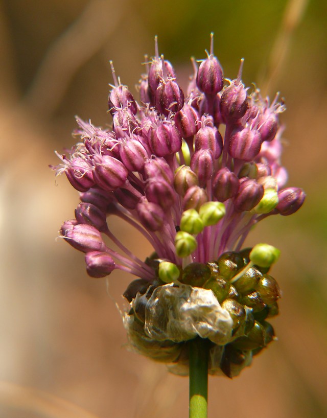 Czosnek winnicowy Allium vineale