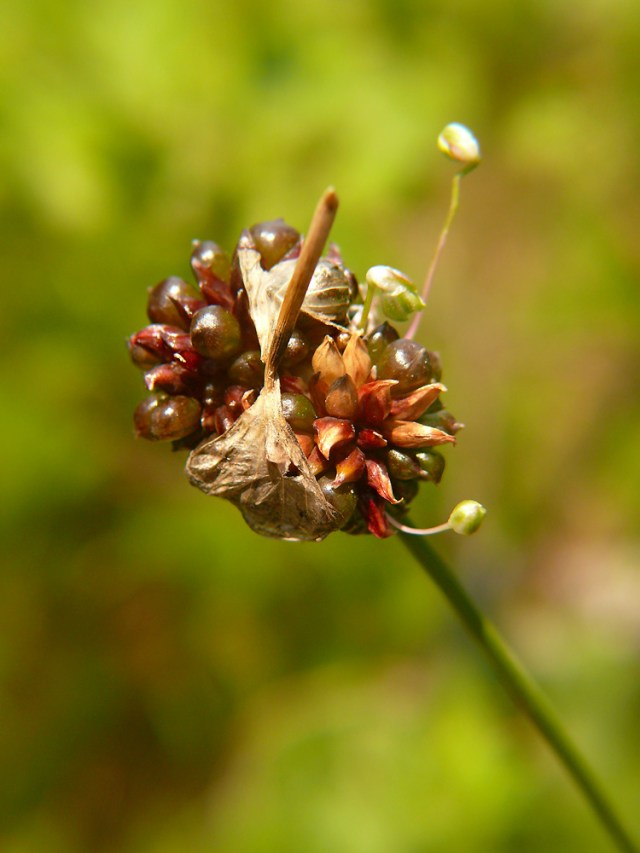 Czosnek winnicowy Allium vineale