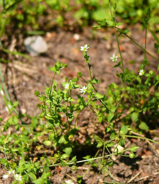 Piaskowiec macierzankowy Arenaria serpyllifolia