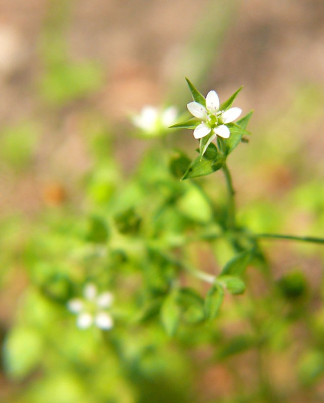 Piaskowiec macierzankowy Arenaria serpyllifolia