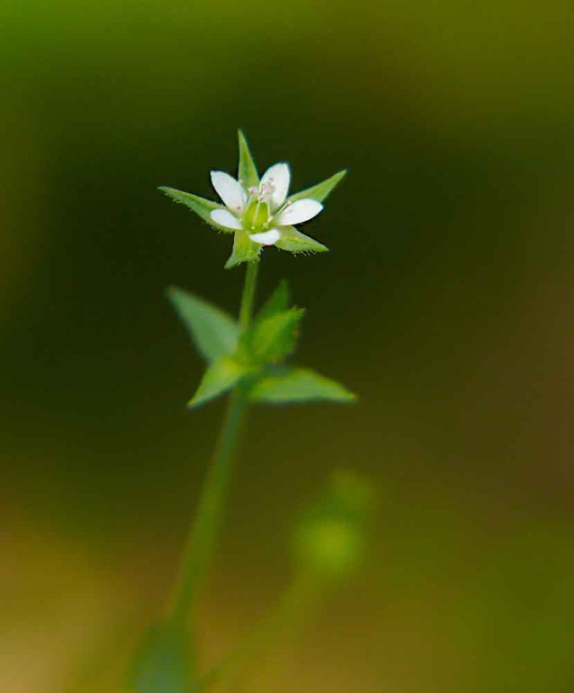 Piaskowiec macierzankowy Arenaria serpyllifolia