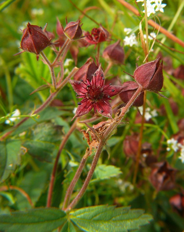Siedmiopalecznik błotny Comarum palustre