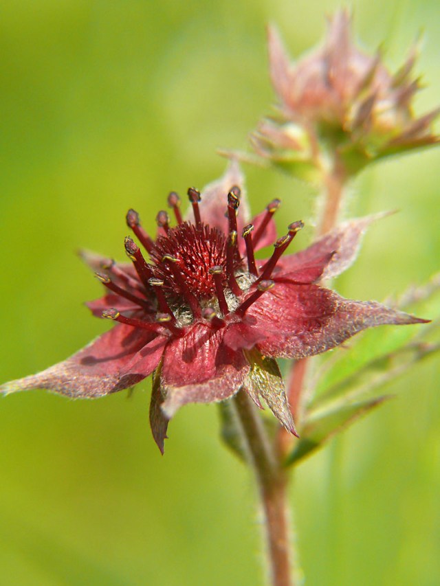 Siedmiopalecznik błotny Comarum palustre