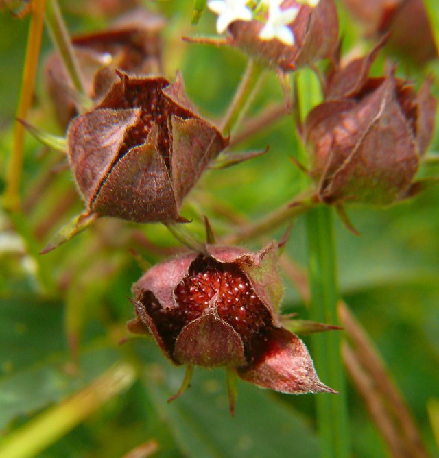 Siedmiopalecznik błotny Comarum palustre