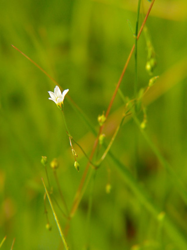 Len przeczyszczający Linum catharticum