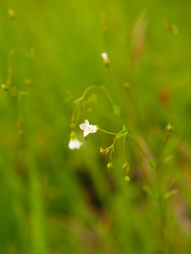 Len przeczyszczający Linum catharticum
