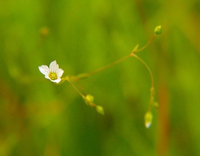 Len przeczyszczający Linum catharticum