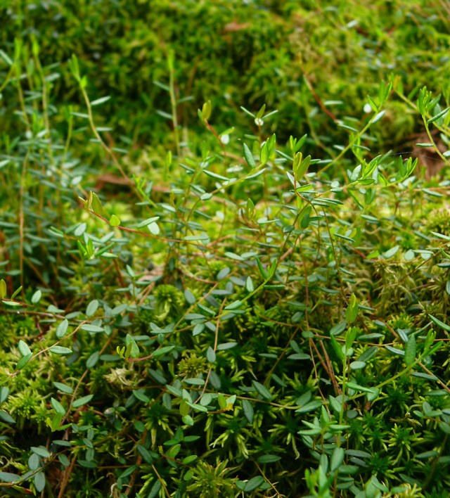 Żurawina błotna Oxycoccus palustris