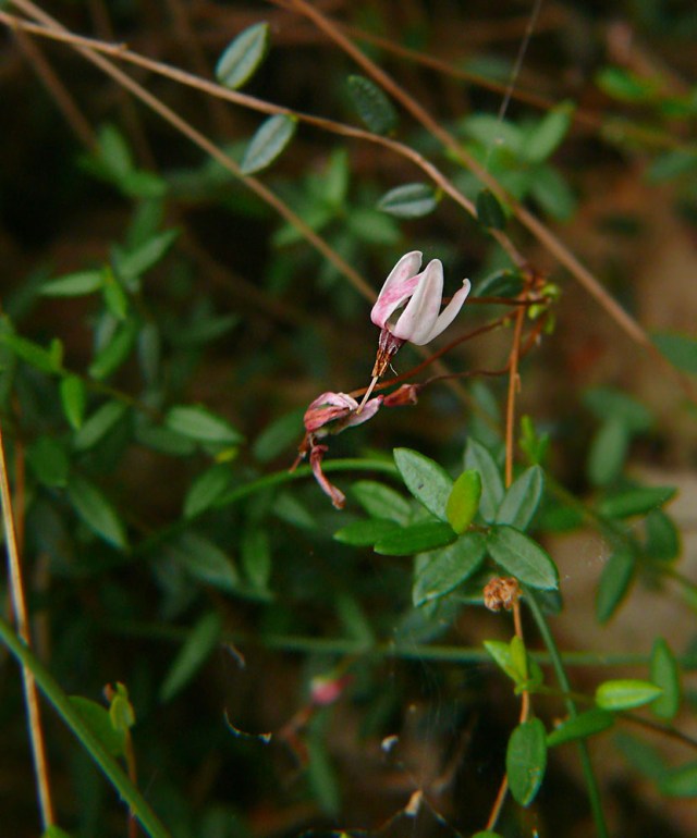 Żurawina błotna Oxycoccus palustris