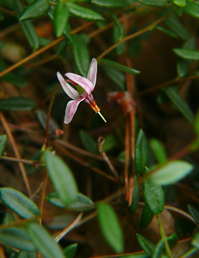 Żurawina błotna Oxycoccus palustris