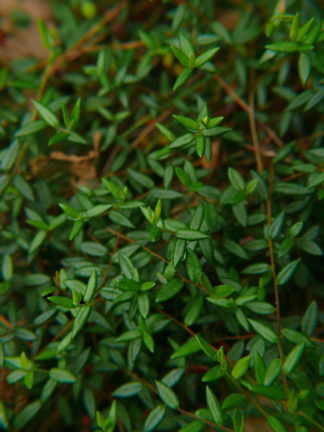 Żurawina błotna Oxycoccus palustris