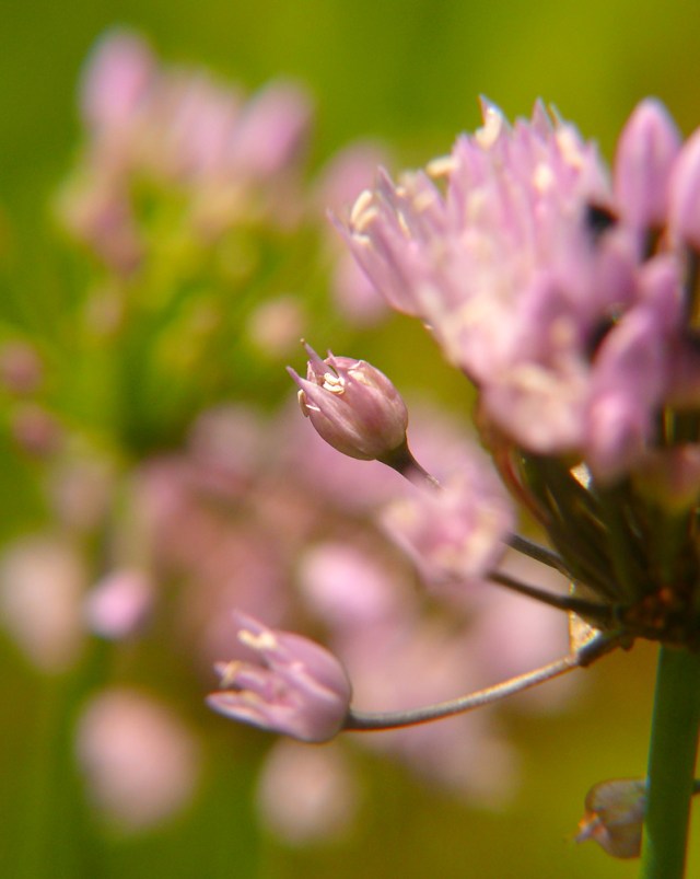 Czosnek kątowaty Allium angulosum