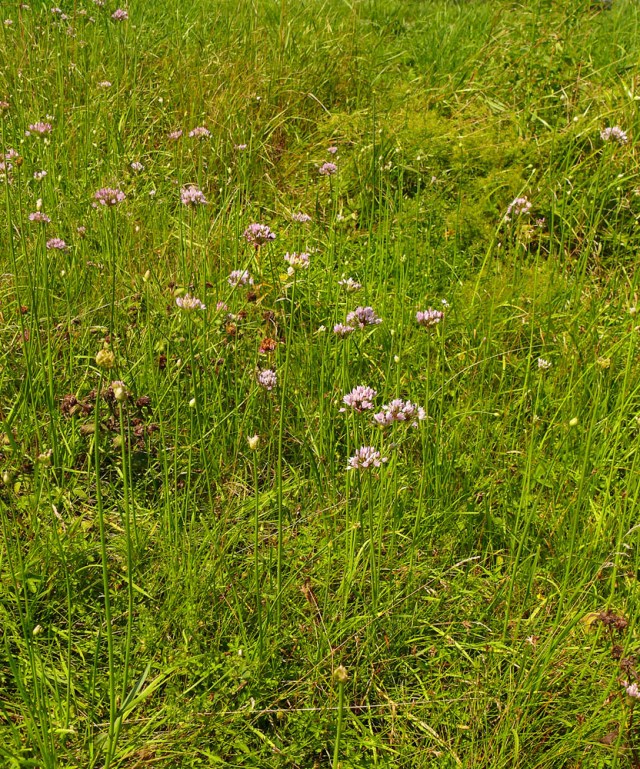 Czosnek kątowaty Allium angulosum