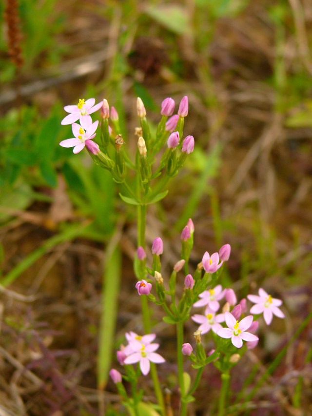 Centuria pospolita Centaurium erythraea