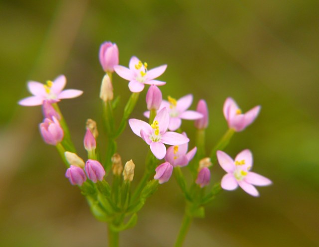 Centuria pospolita Centaurium erythraea
