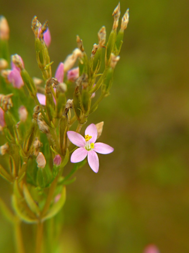 Centuria pospolita Centaurium erythraea