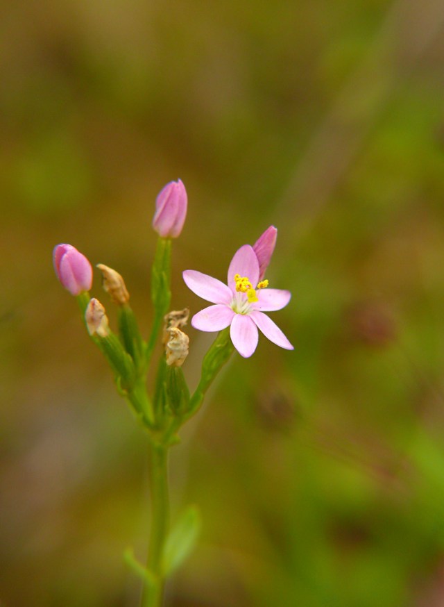 Centuria pospolita Centaurium erythraea