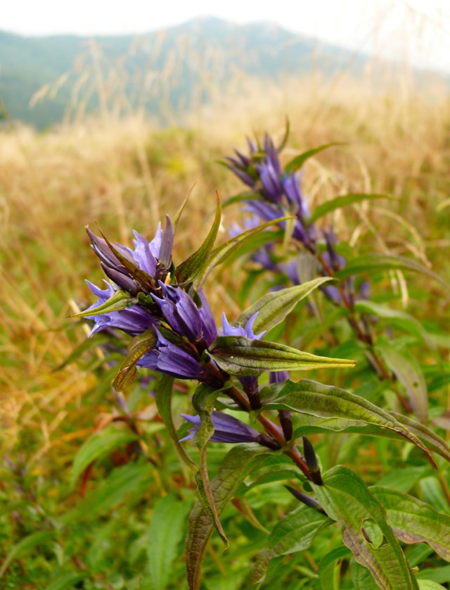 Goryczka trojeściowa Gentiana asclepiadea