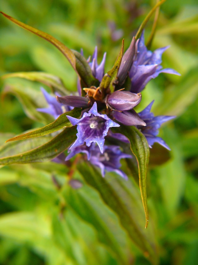 Goryczka trojeściowa Gentiana asclepiadea