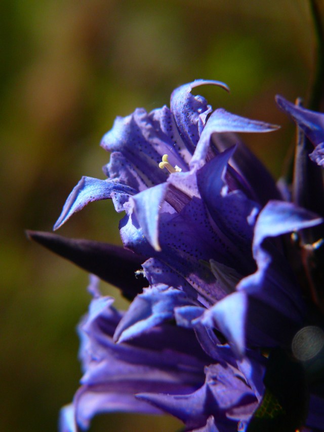Goryczka trojeściowa Gentiana asclepiadea