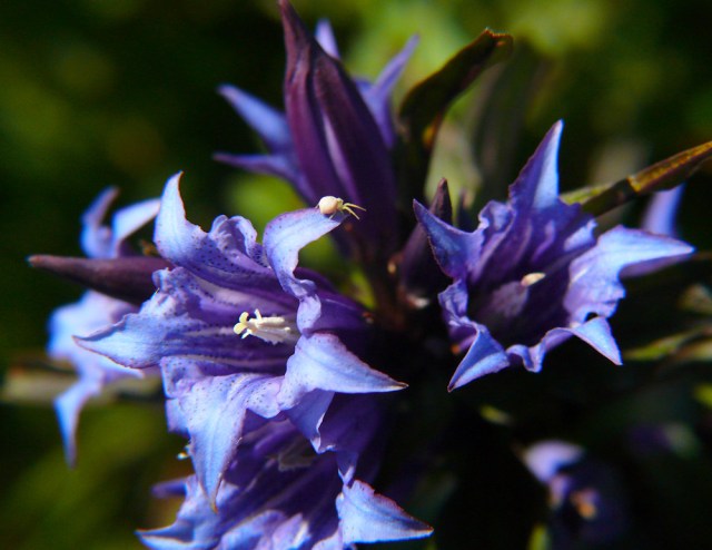 Goryczka trojeściowa Gentiana asclepiadea