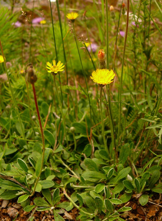 Jastrzębiec kosmaczek Hieracium pilosella