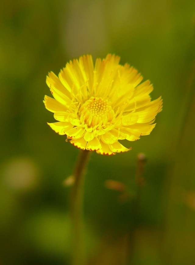 Jastrzębiec kosmaczek Hieracium pilosella