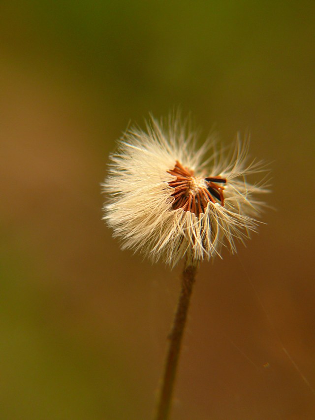 Jastrzębiec kosmaczek Hieracium pilosella