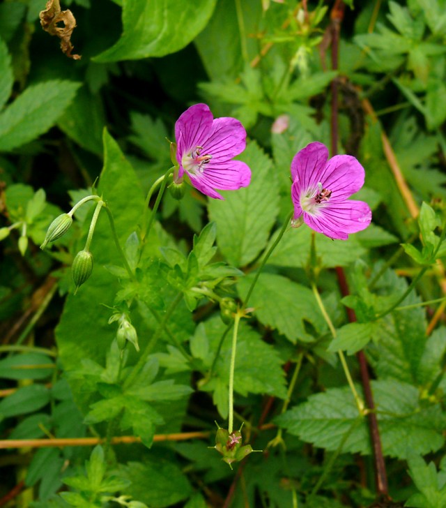 Bodziszek leśny Geranium sylvaticum