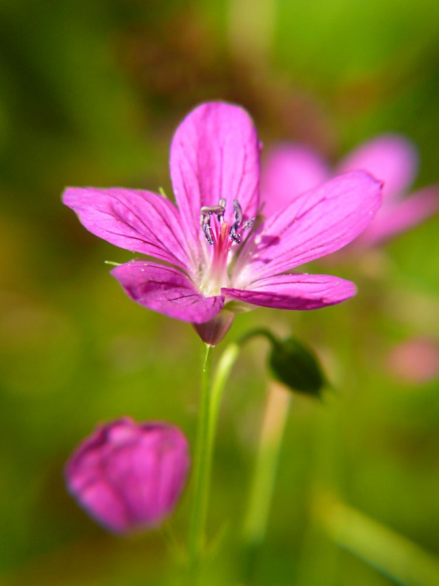 Bodziszek leśny Geranium sylvaticumBodziszek leśny Geranium sylvaticum