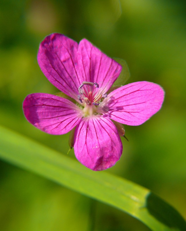 Bodziszek leśny Geranium sylvaticum