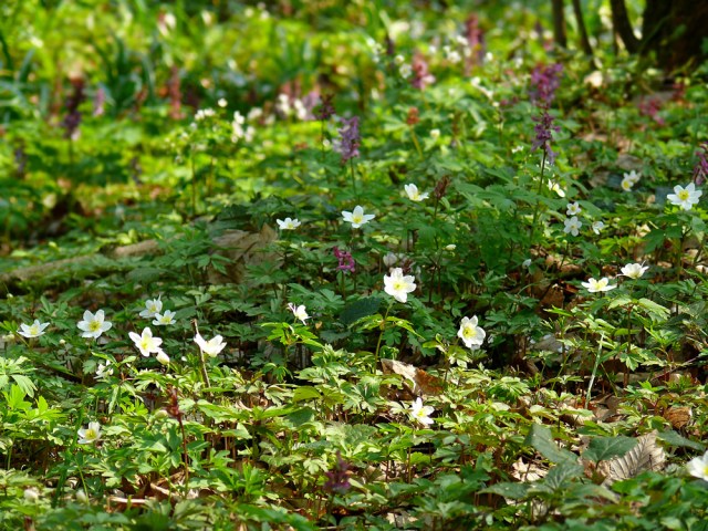 Zawilec gajowy Anemone nemorosa
