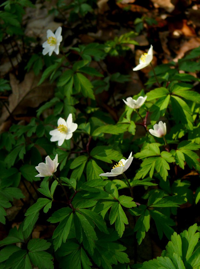 Zawilec gajowy Anemone nemorosa