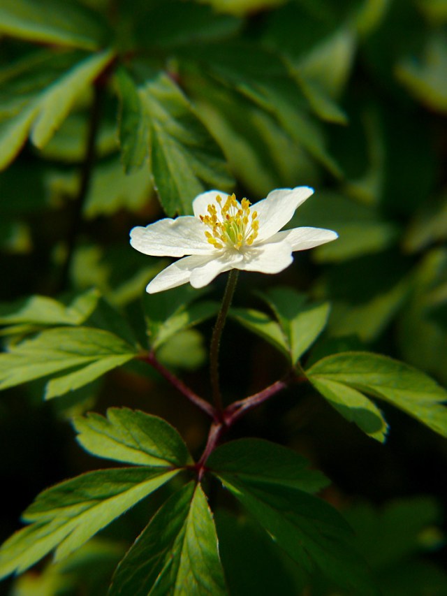 Zawilec gajowy Anemone nemorosa