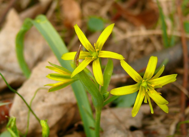 Złoć żółta Gagea lutea