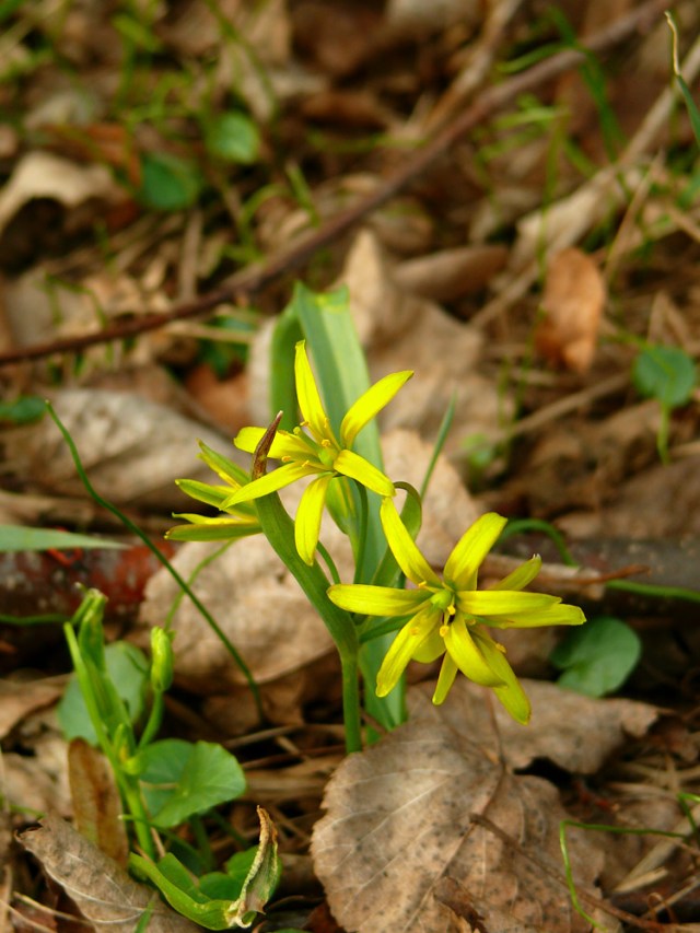 gagea lutea3