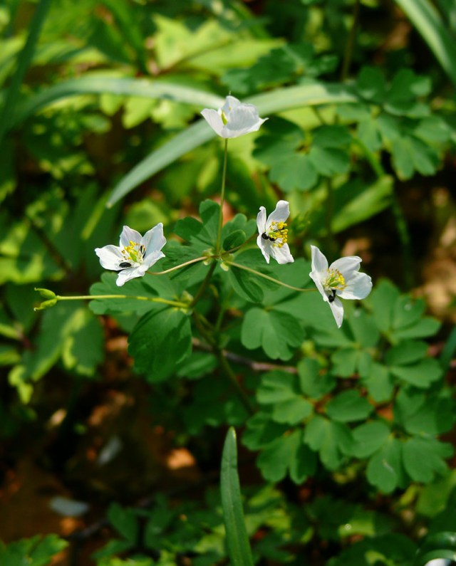 isopyrum thalictroides4