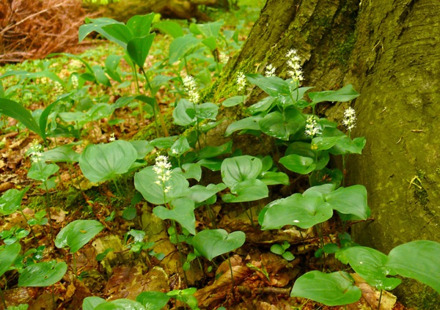 Konwalijka dwulistna Maianthemum bifolia