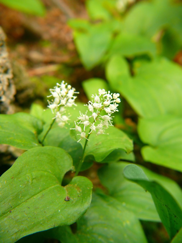 Konwalijka dwulistna Maianthemum bifolia